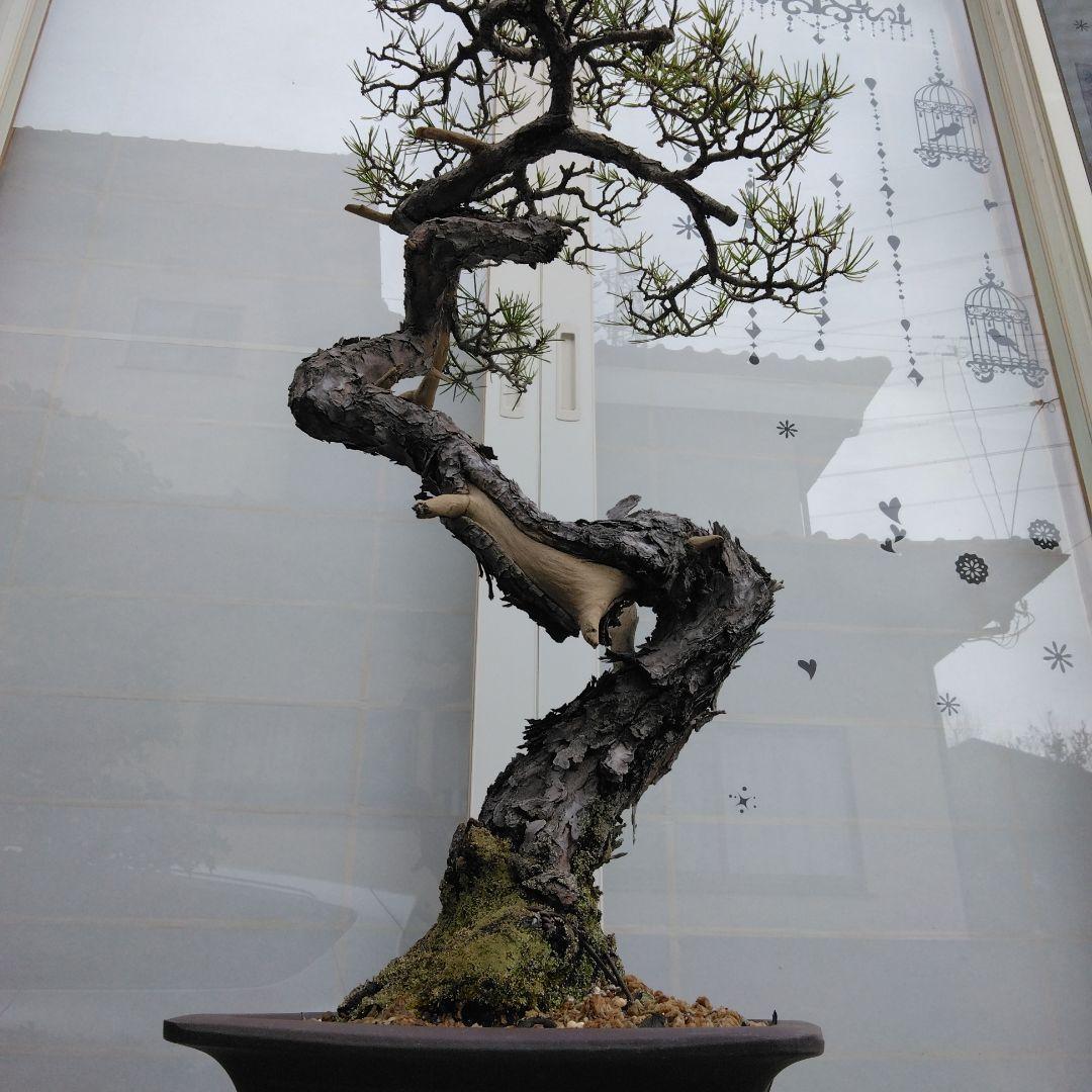 赤松　　　樹齢　75年～