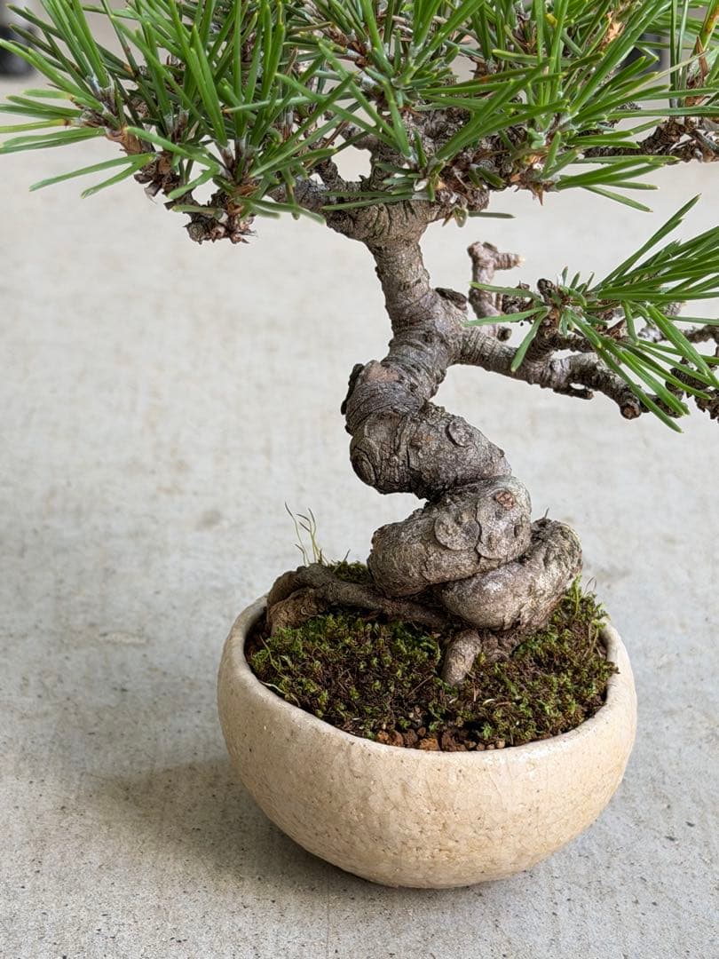 【樹齢20年】黒松