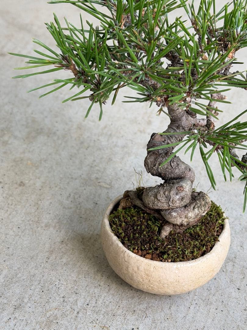 【樹齢20年】黒松