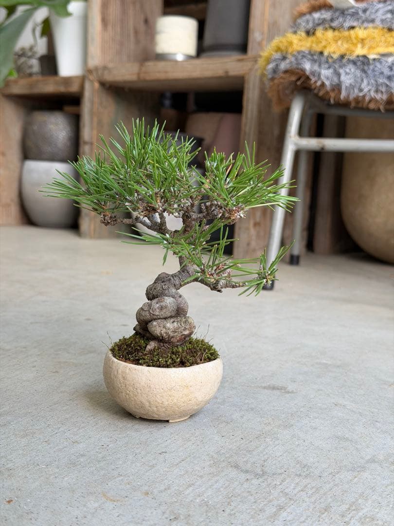 【樹齢20年】黒松