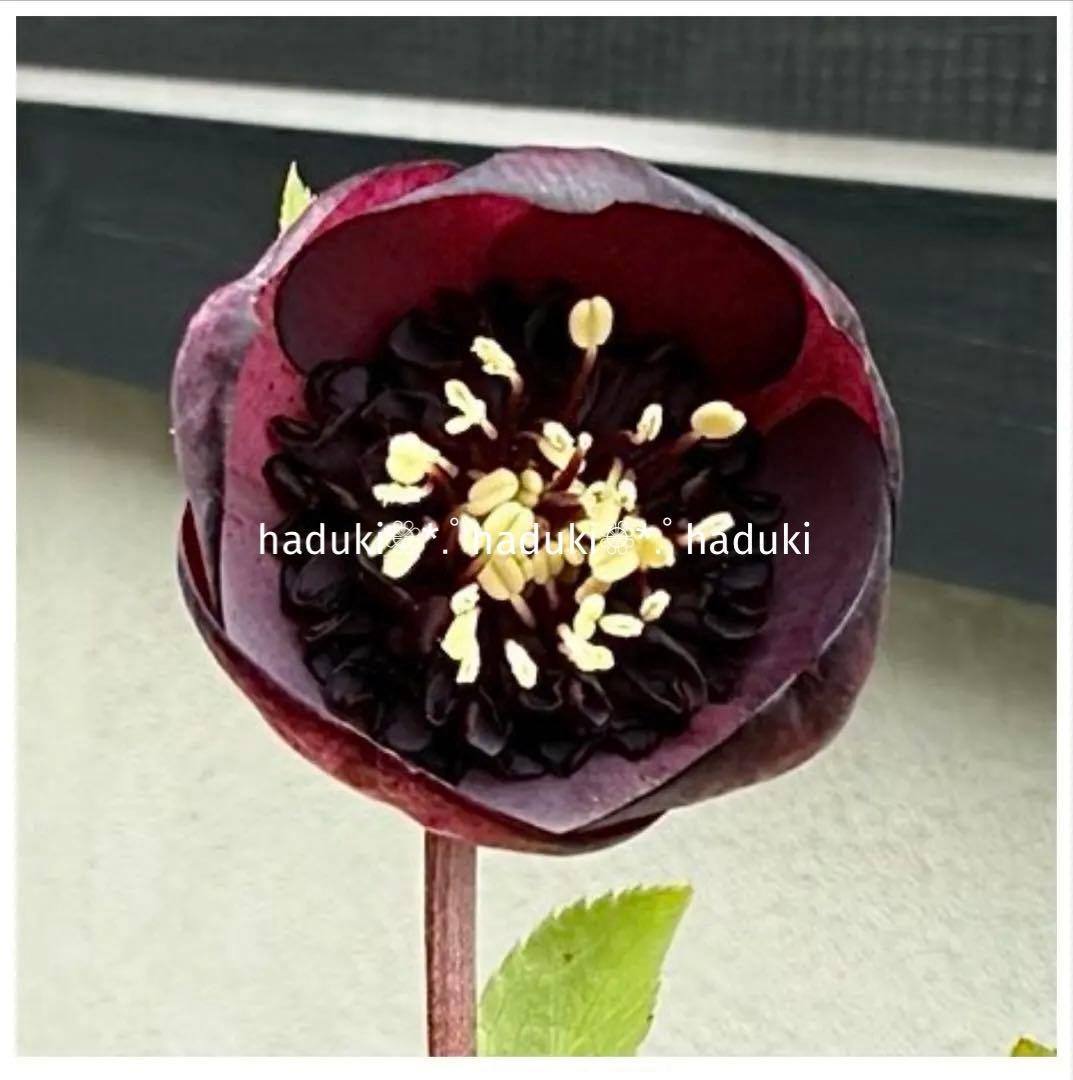 □加藤農園□ グロッシーカラー 今季株分け クリスマスローズ - メルカリ