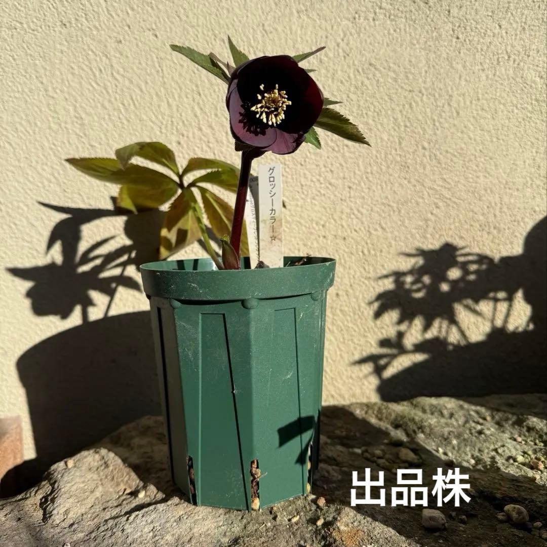 □加藤農園□ グロッシーカラー 今季株分け クリスマスローズ - メルカリ