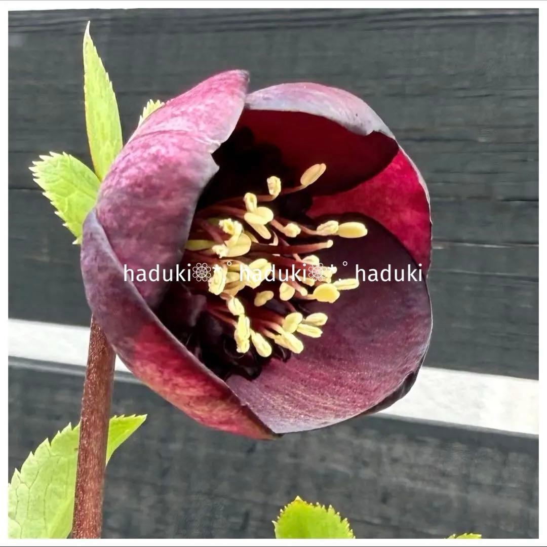 □加藤農園□ グロッシーカラー 今季株分け クリスマスローズ - メルカリ