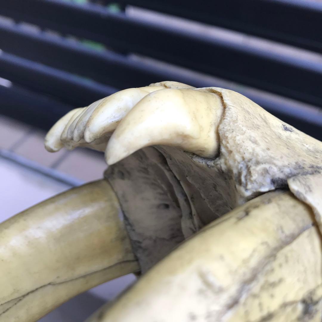 サーベルタイガー スミロドン 頭骨 レプリカ 博物館級 - メルカリ