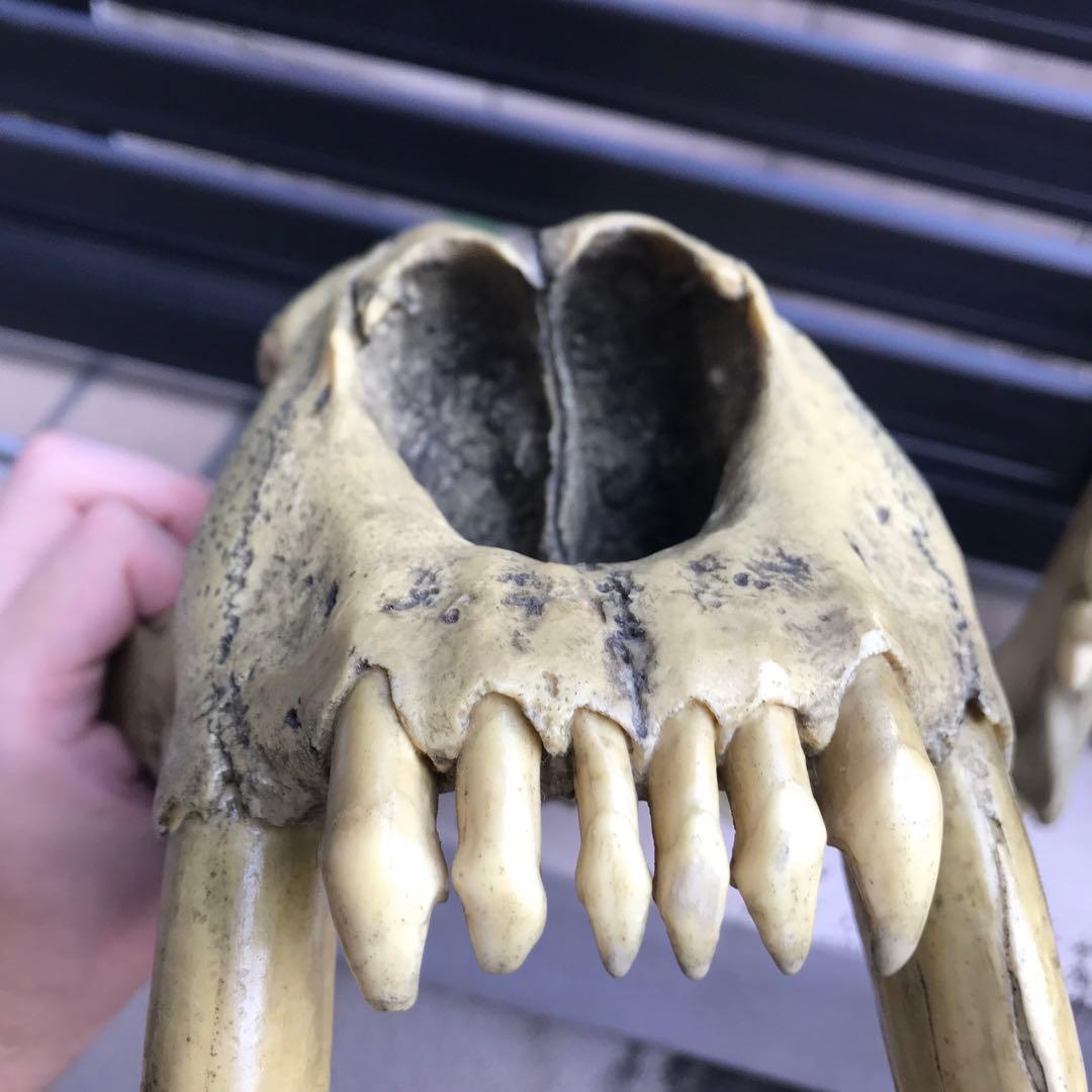 サーベルタイガー スミロドン 頭骨 レプリカ 博物館級 - メルカリ