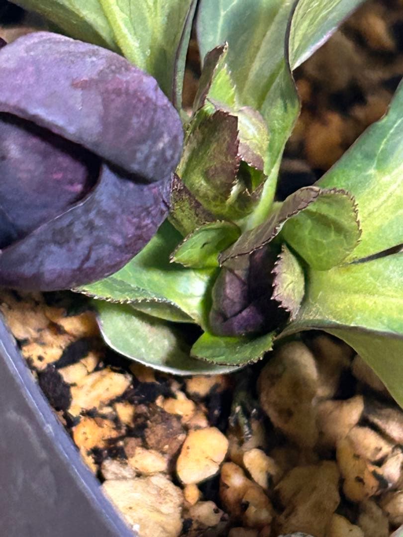 黒影交配 認定美黒姫 小輪ブラック クリスマスローズ - メルカリ