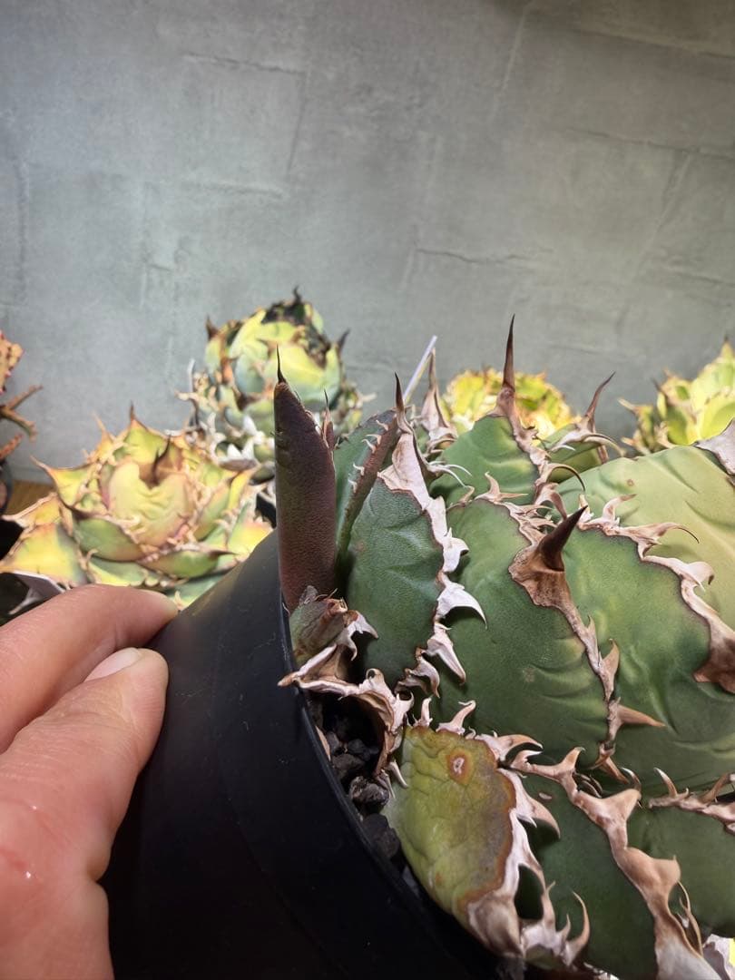 アガベ チタノタ オアハカ 子株2つ