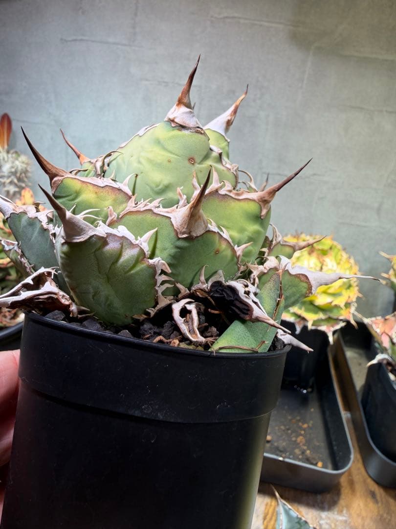 アガベ チタノタ オアハカ 子株2つ