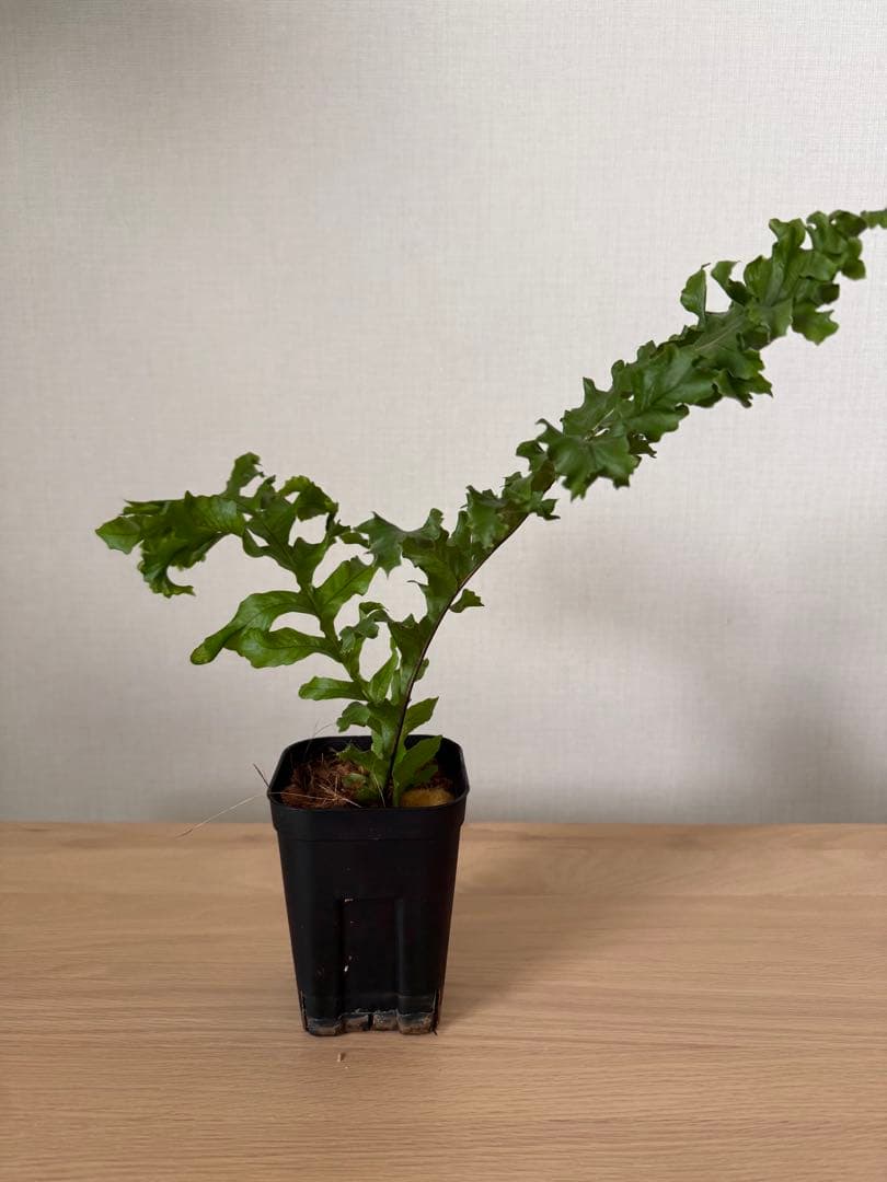 鉢付き】ドリナリア メイエニアナ クレステッド