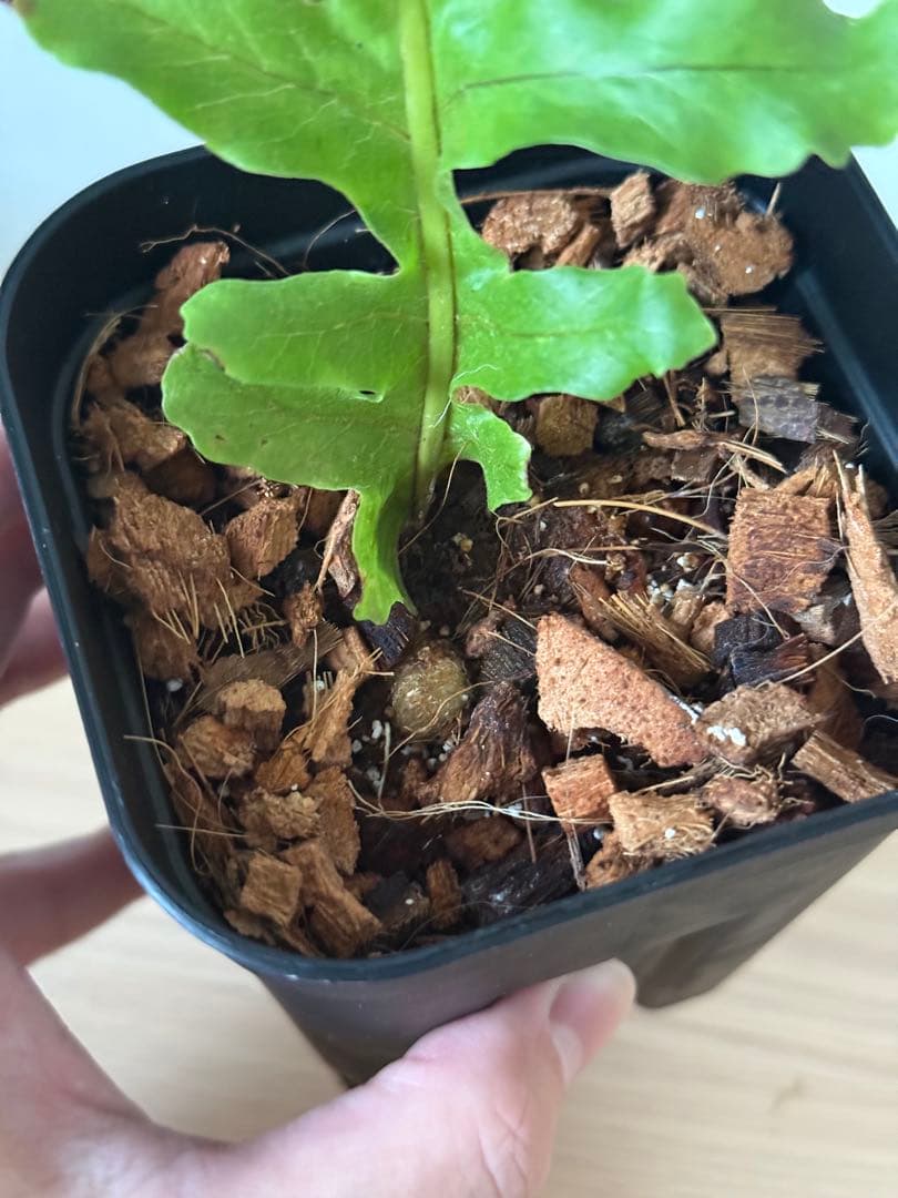 鉢付き】ドリナリア メイエニアナ クレステッド