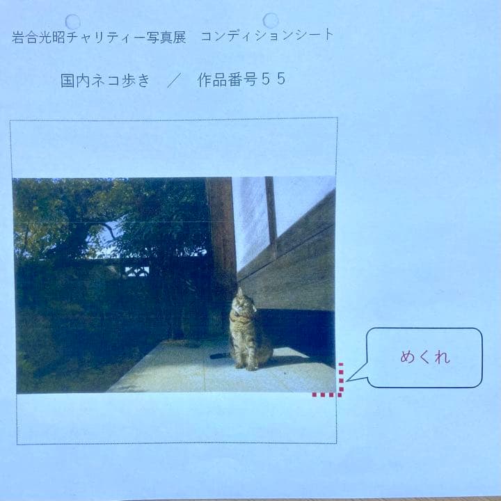 希少】岩合光照さん 猫写真パネル！ - メルカリ