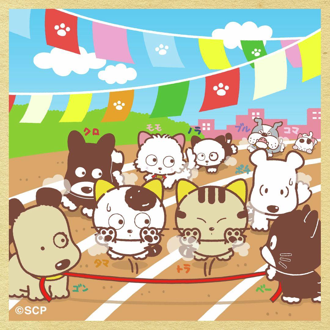 うちのタマしりませんか　正方形6