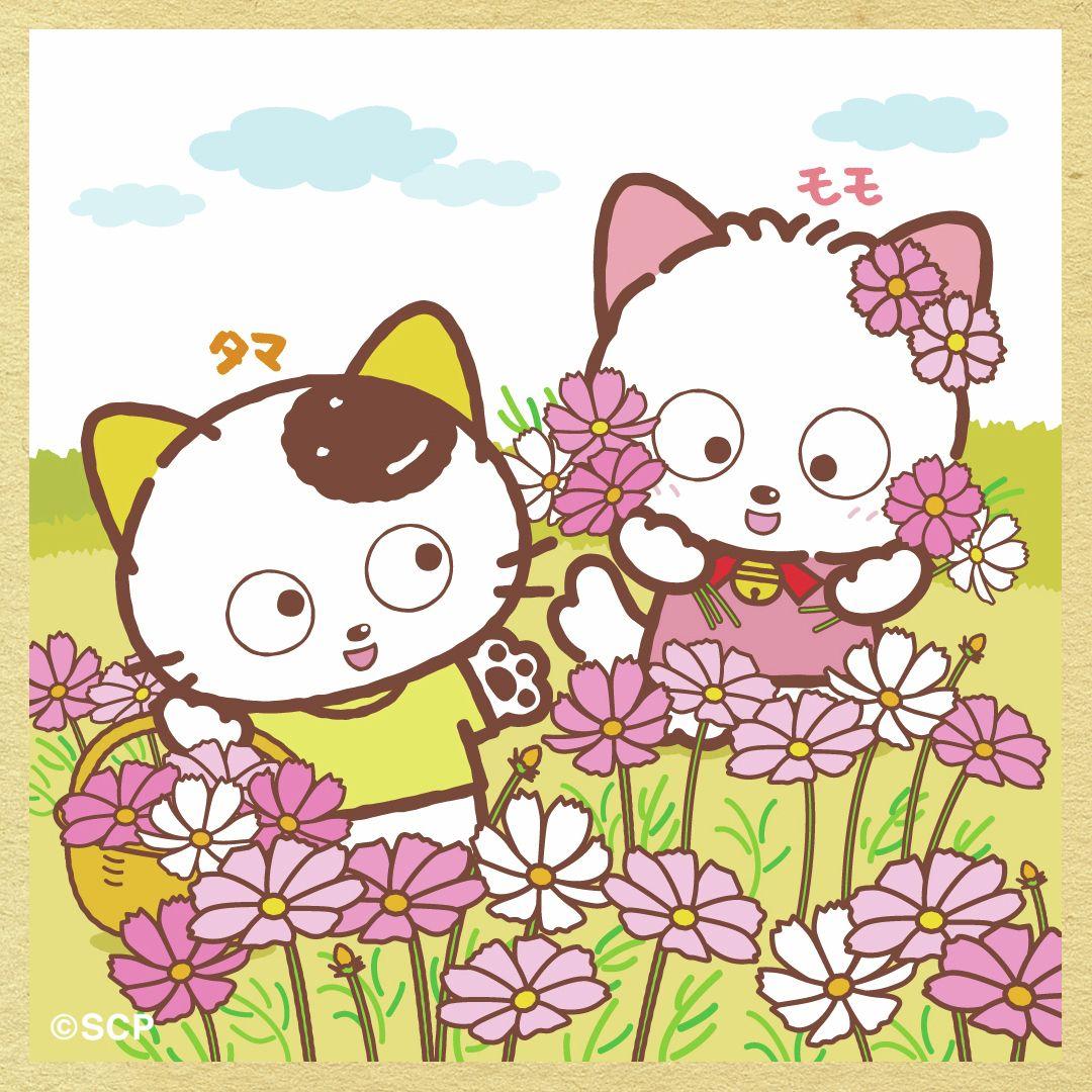 うちのタマしりませんか　正方形6