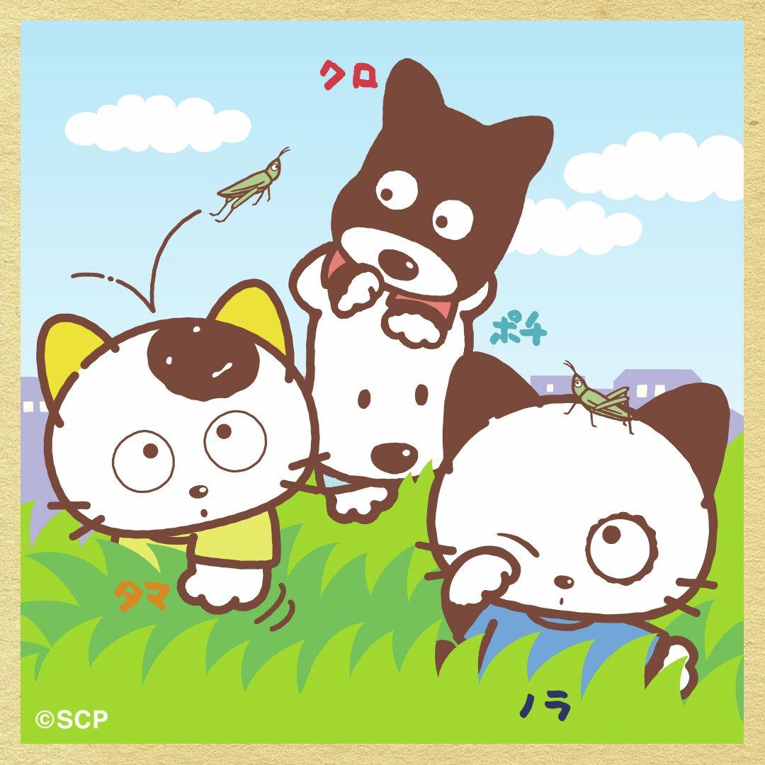 うちのタマしりませんか　正方形6