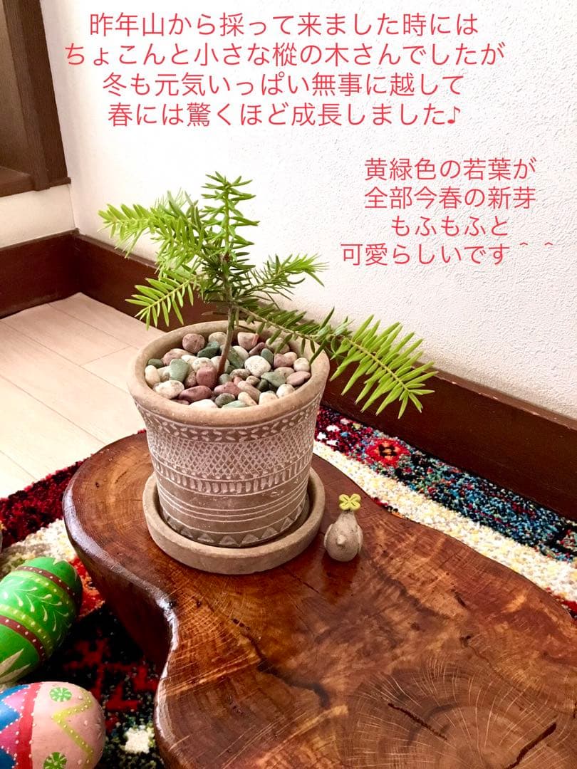 完売　　幸運のお守り＊縁起木【天然野生の森の柊さん/ひいらぎ】インドの鉢植え/大