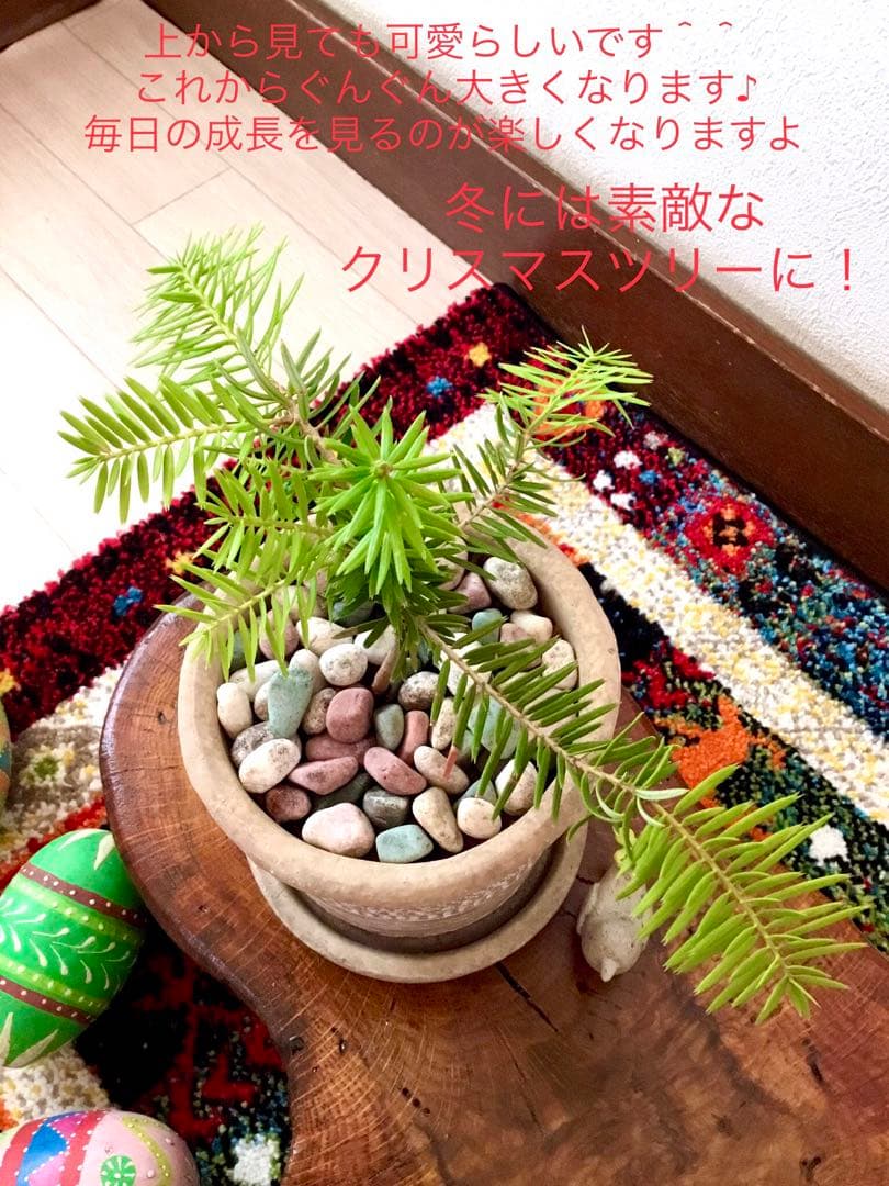 完売　　幸運のお守り＊縁起木【天然野生の森の柊さん/ひいらぎ】インドの鉢植え/大