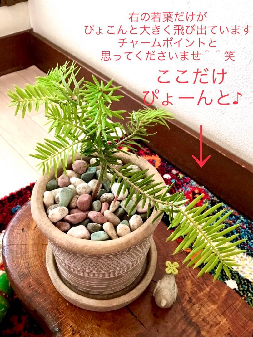 完売　　幸運のお守り＊縁起木【天然野生の森の柊さん/ひいらぎ】インドの鉢植え/大