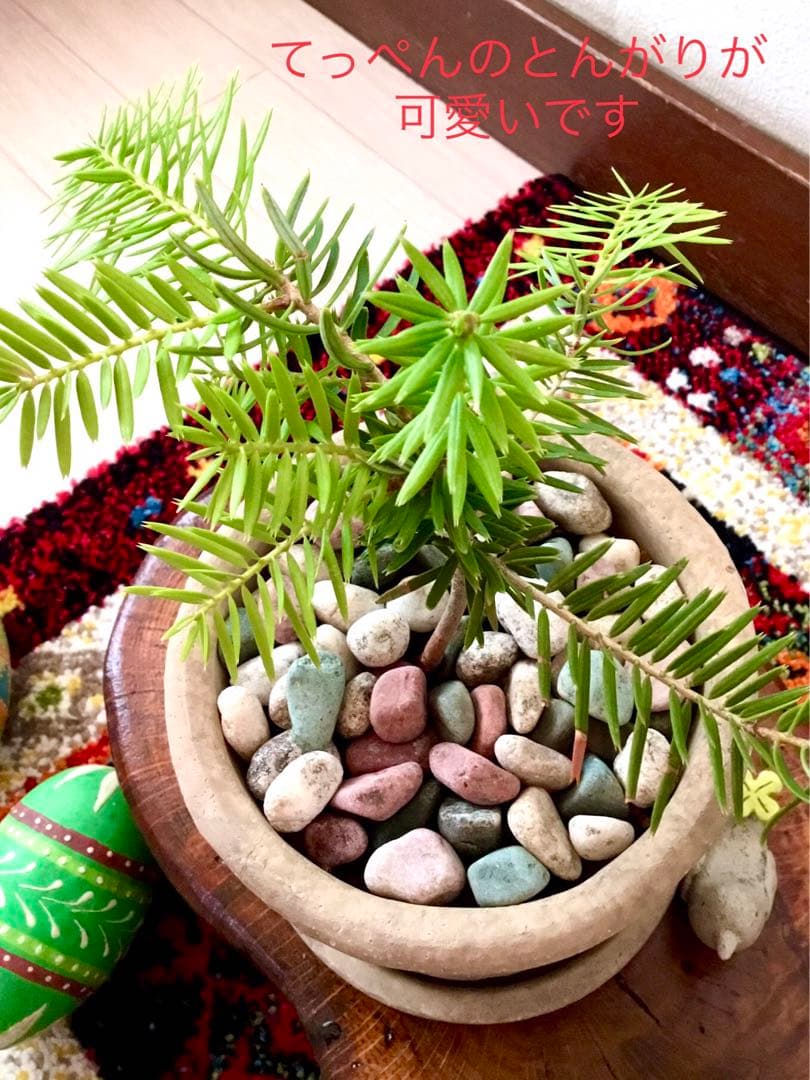 完売　　幸運のお守り＊縁起木【天然野生の森の柊さん/ひいらぎ】インドの鉢植え/大