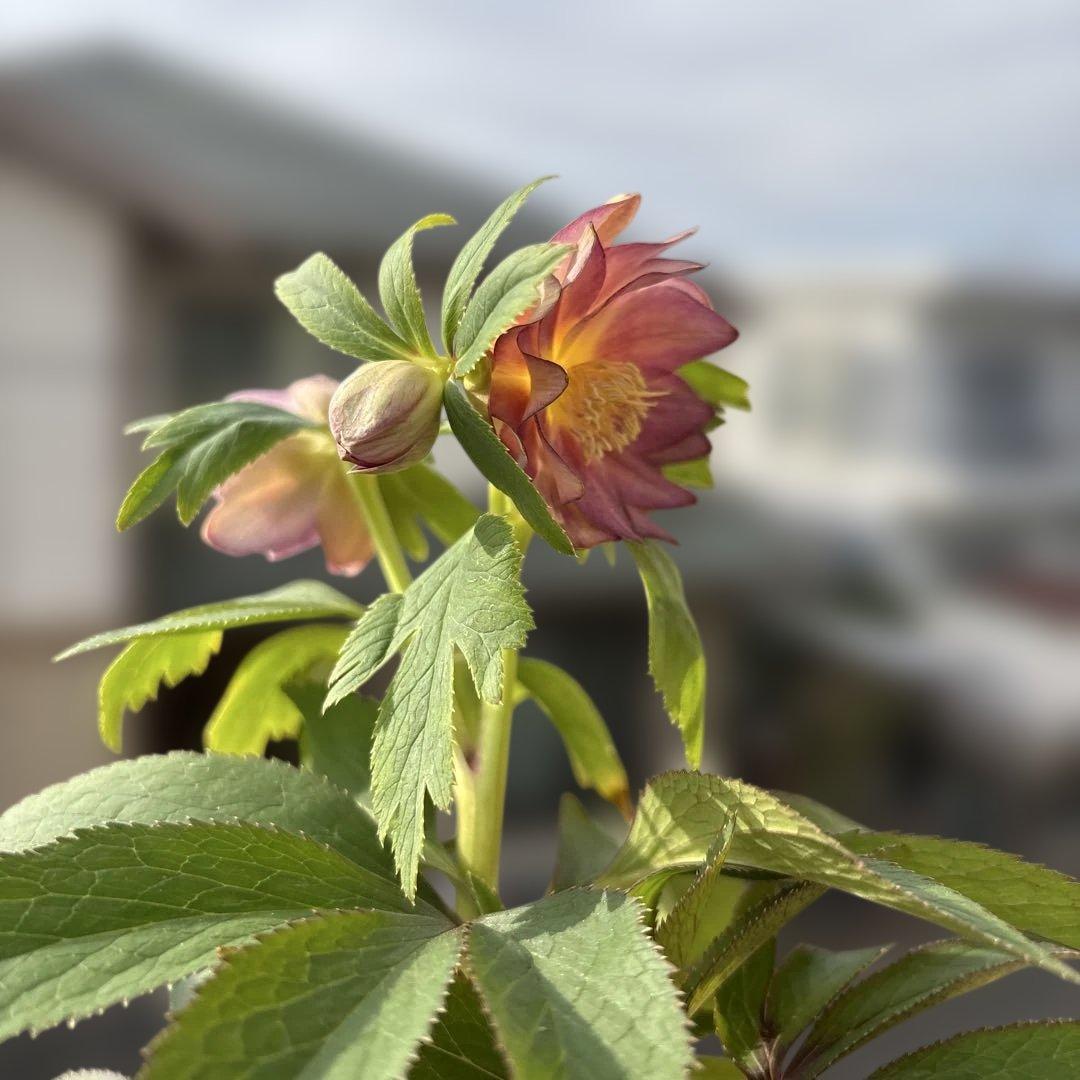 蜃気楼hyb 赤 大木ナーサリー クリスマスローズ タグ付き 現品 開花株