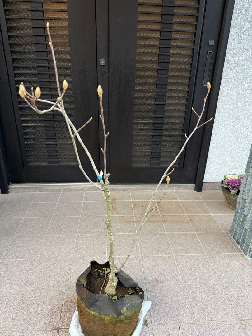 白木蓮 苗木　特大株華やかな芳香