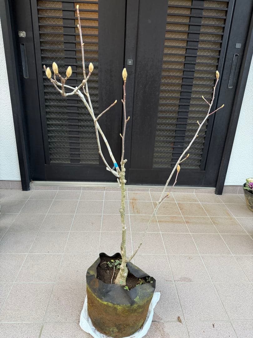 白木蓮 苗木　特大株華やかな芳香