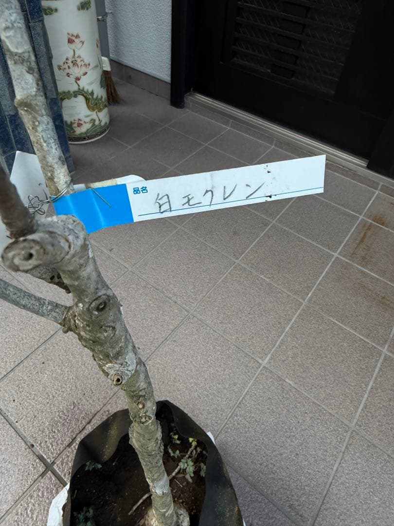 白木蓮 苗木　特大株華やかな芳香