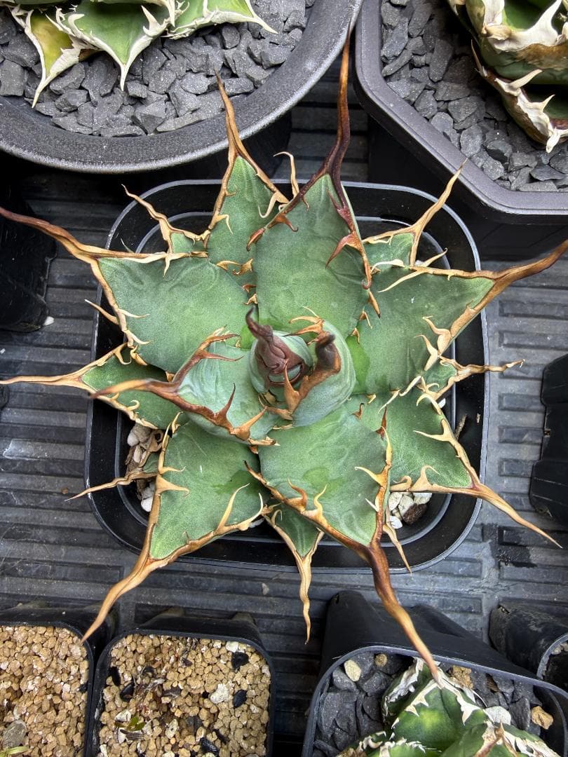 アガベ 　エボリスピナ　×　BB　（ハイブリッド） 親株