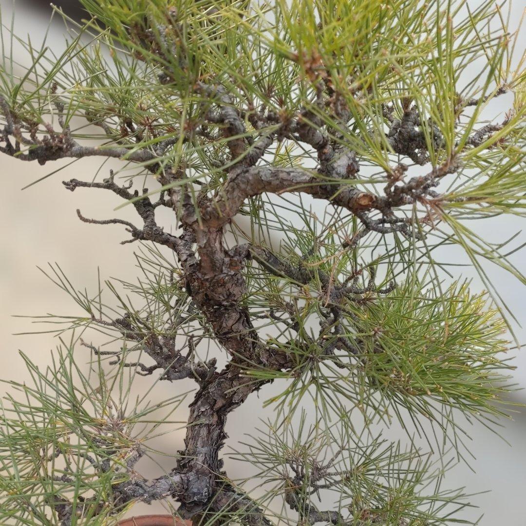 松　盆栽 ③