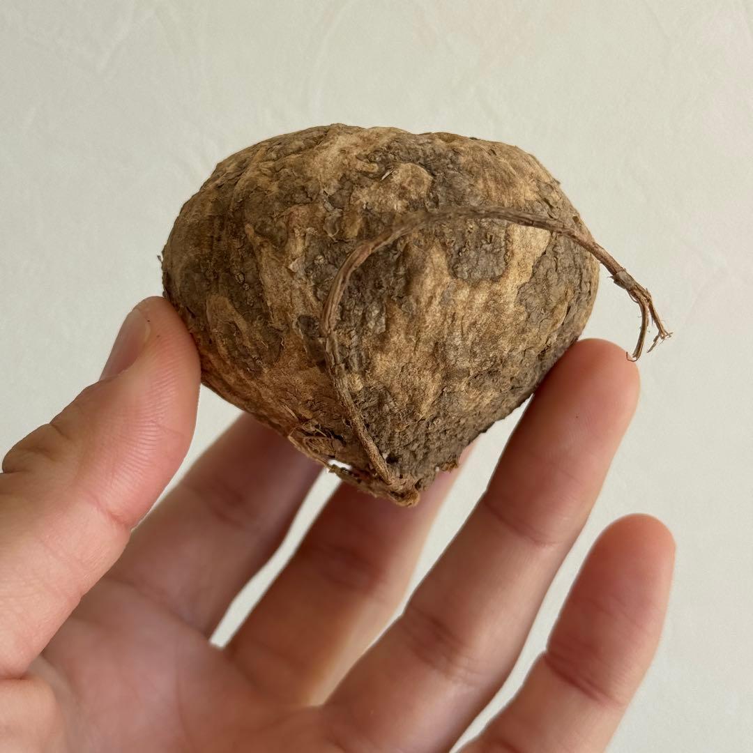 2.アデニア・オバタ 輸入直後ベアルート株　Adenia Ovata