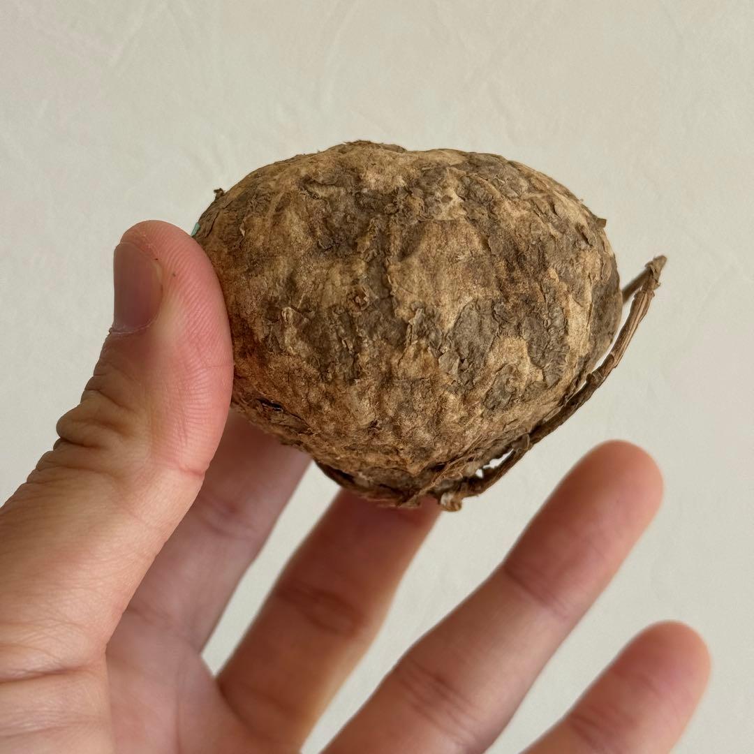 2.アデニア・オバタ 輸入直後ベアルート株　Adenia Ovata