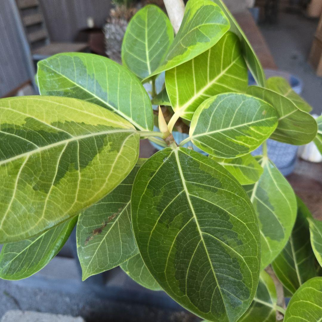 ⑥　フィカス　アルテシマ　曲がり仕立て８号　特大苗木最高等級極上品‼️