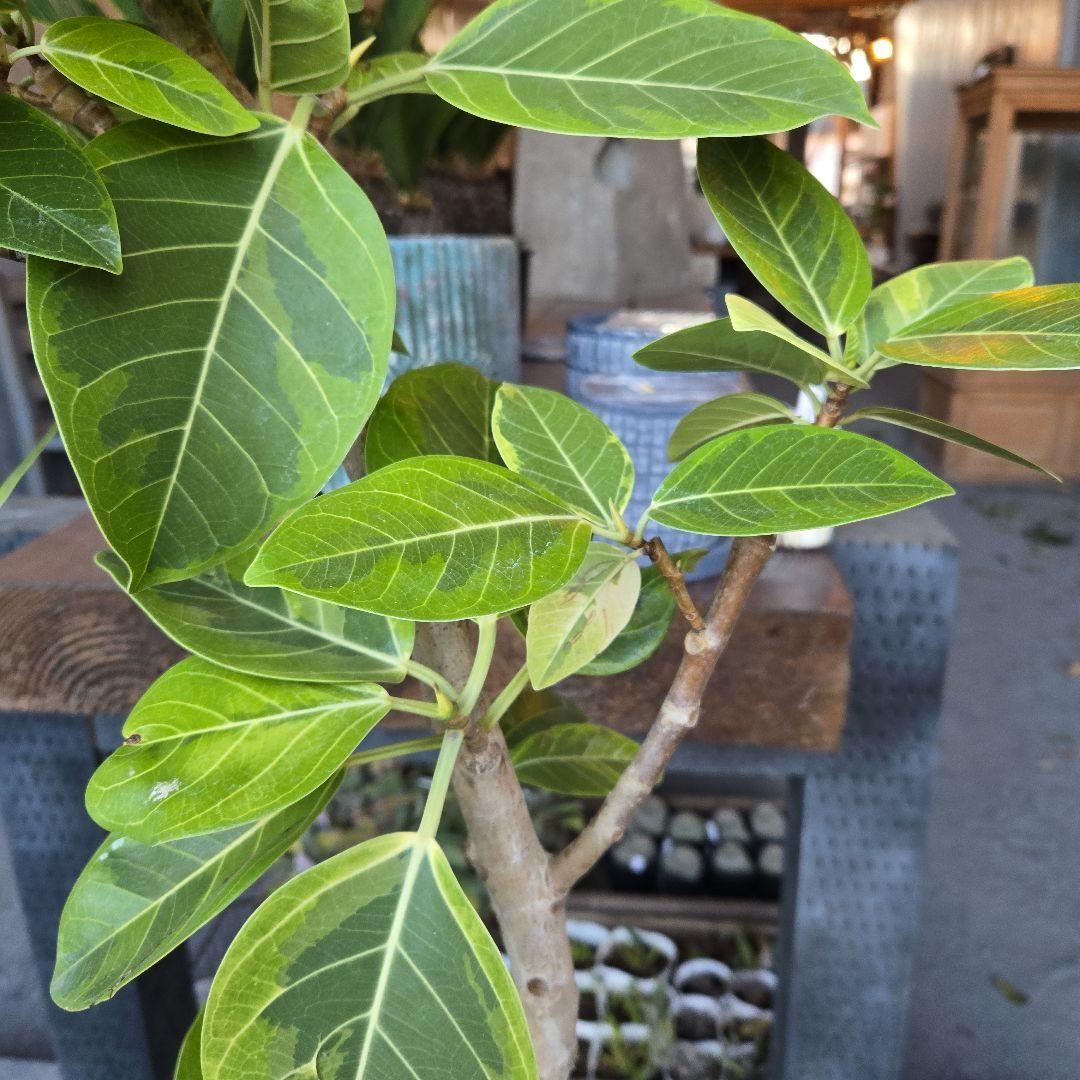 ⑥　フィカス　アルテシマ　曲がり仕立て８号　特大苗木最高等級極上品‼️