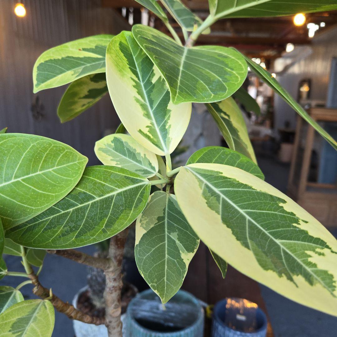 ⑥　フィカス　アルテシマ　曲がり仕立て８号　特大苗木最高等級極上品‼️