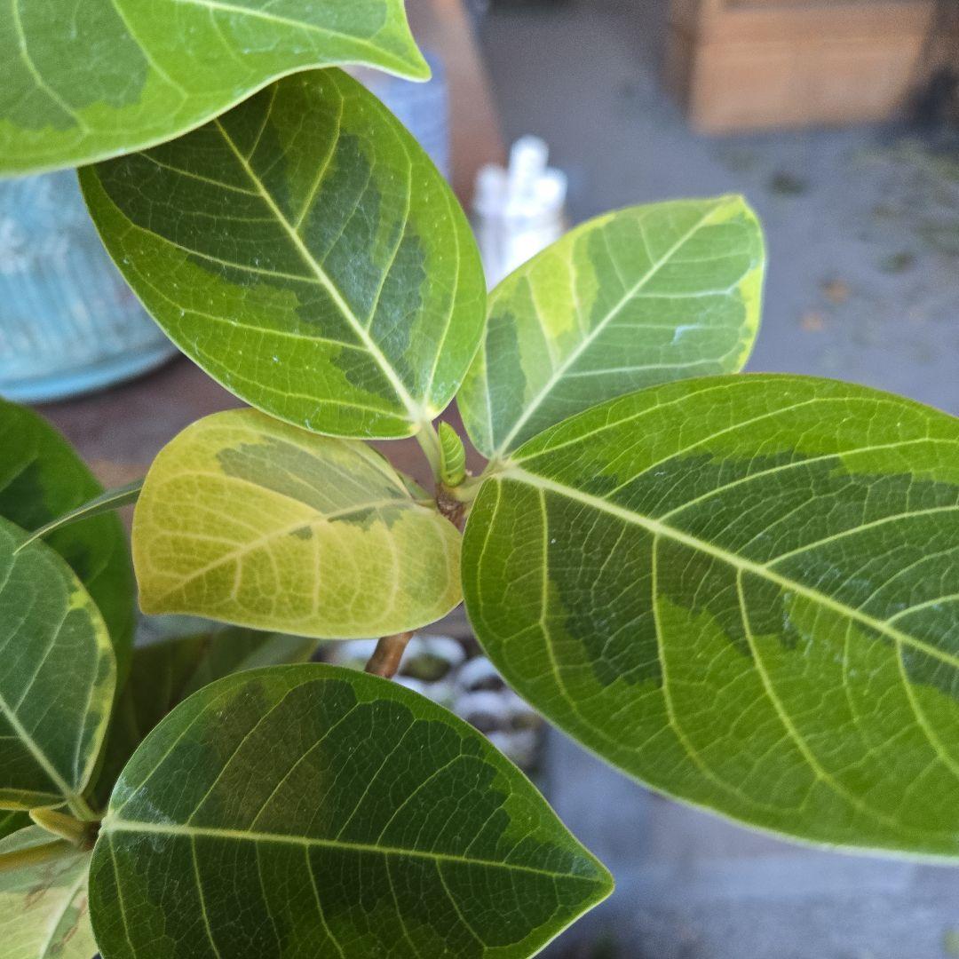 ⑥　フィカス　アルテシマ　曲がり仕立て８号　特大苗木最高等級極上品‼️