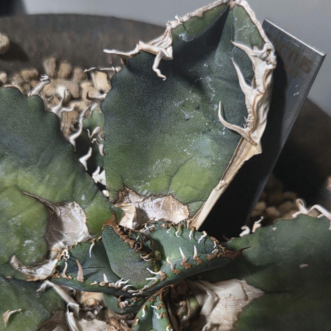 【良型】アガベ　スーパーチタノタ　バケモノ　悪魔くん