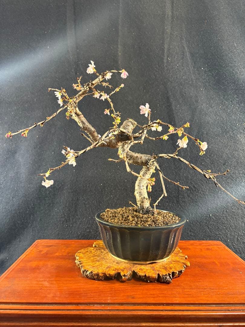 貴風盆栽、十月桜、斜幹模様木 やや傷や汚れあり