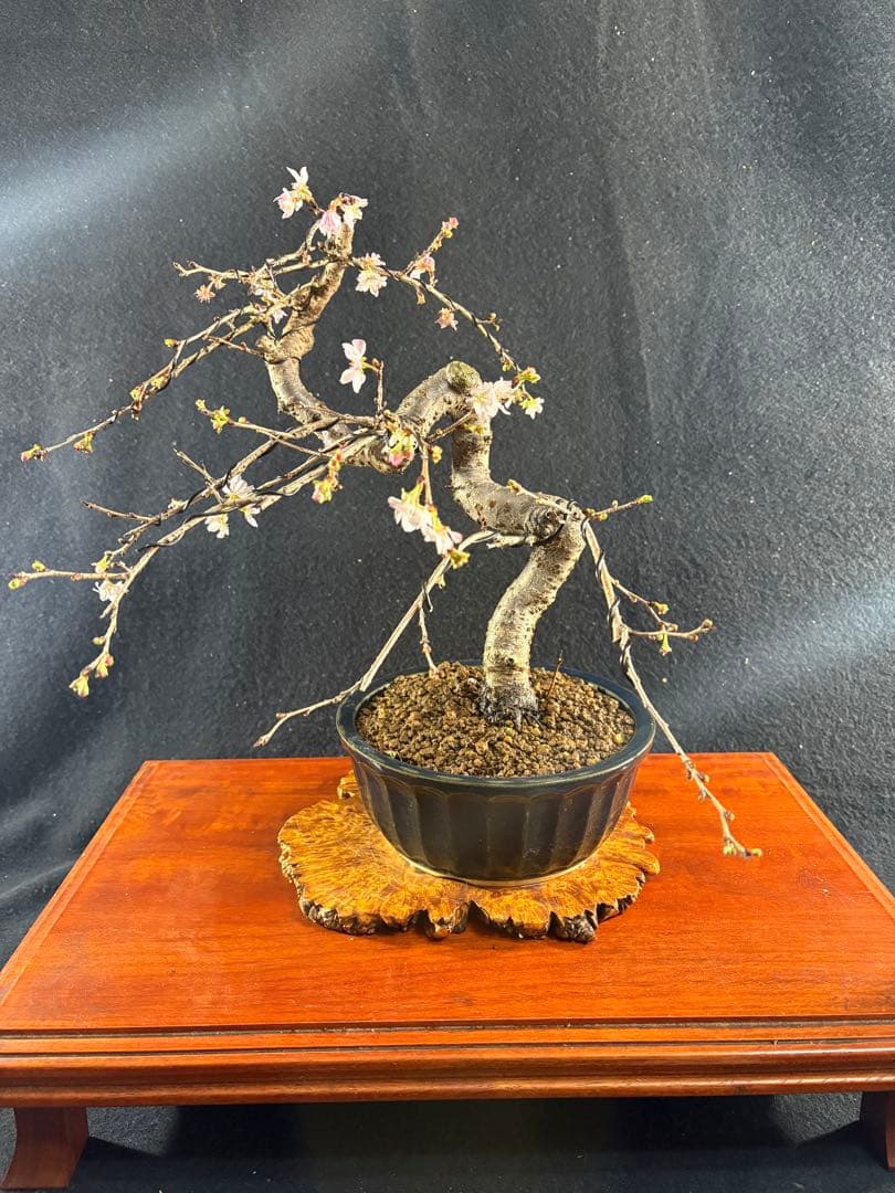 貴風盆栽、十月桜、斜幹模様木 やや傷や汚れあり