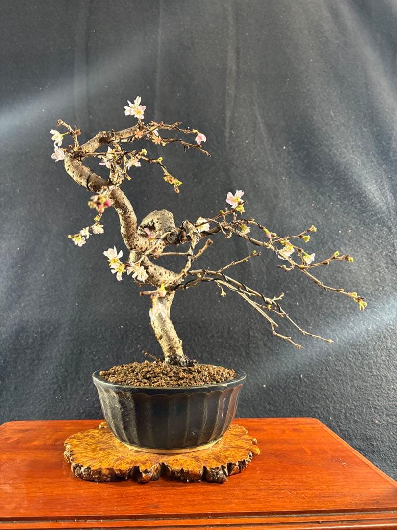 貴風盆栽、十月桜、斜幹模様木 やや傷や汚れあり