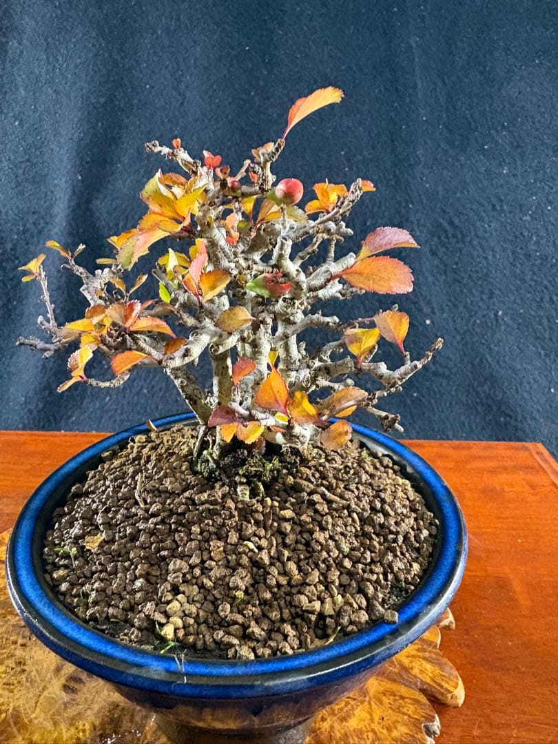 小品盆栽、長寿梅、株立作り、花花芽付き 目立った傷や汚れなし