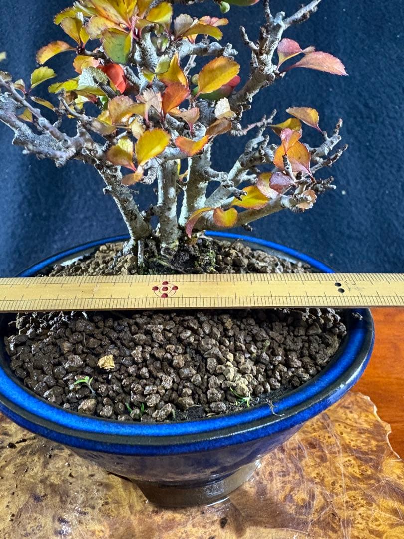 小品盆栽、長寿梅、株立作り、花花芽付き 目立った傷や汚れなし