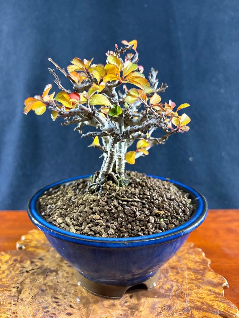 小品盆栽、長寿梅、株立作り、花花芽付き 目立った傷や汚れなし