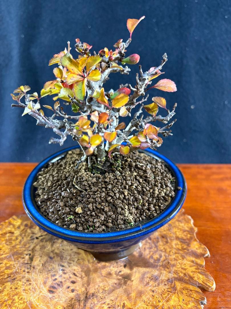 小品盆栽、長寿梅、株立作り、花花芽付き 目立った傷や汚れなし