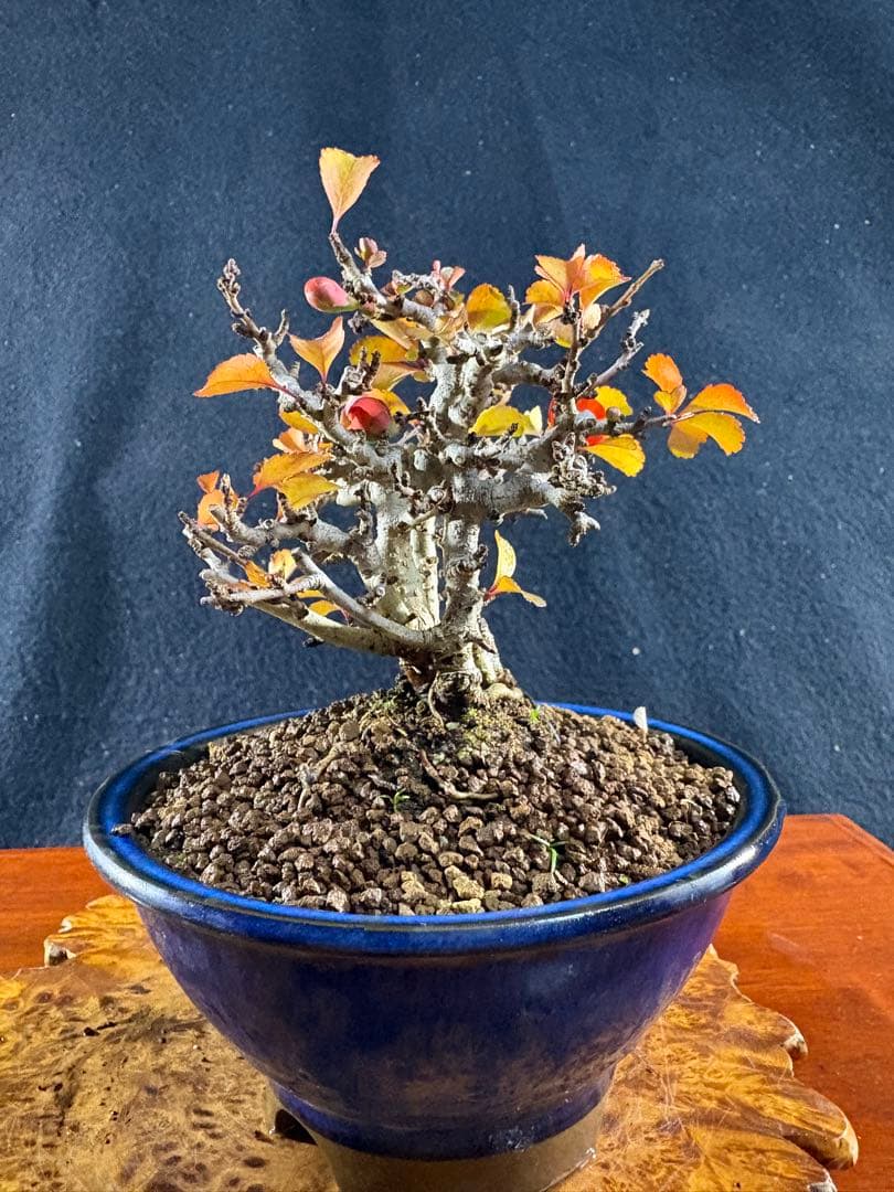 小品盆栽、長寿梅、株立作り、花花芽付き 目立った傷や汚れなし