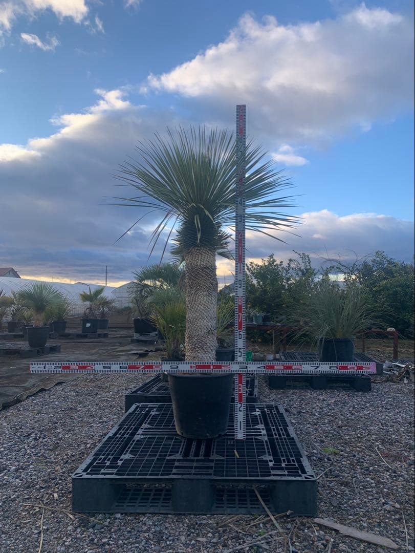 ユッカ　ロストラータ　引取限定