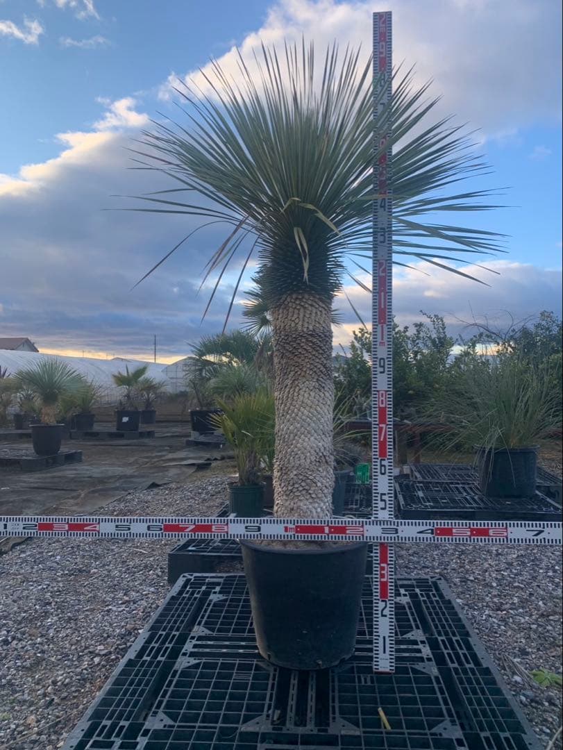 ユッカ　ロストラータ　引取限定