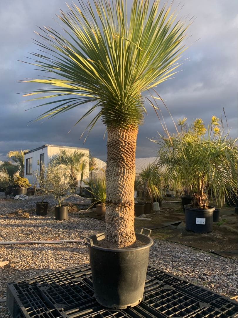 ユッカ　ロストラータ　引取限定