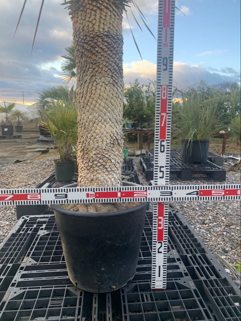 ユッカ　ロストラータ　引取限定