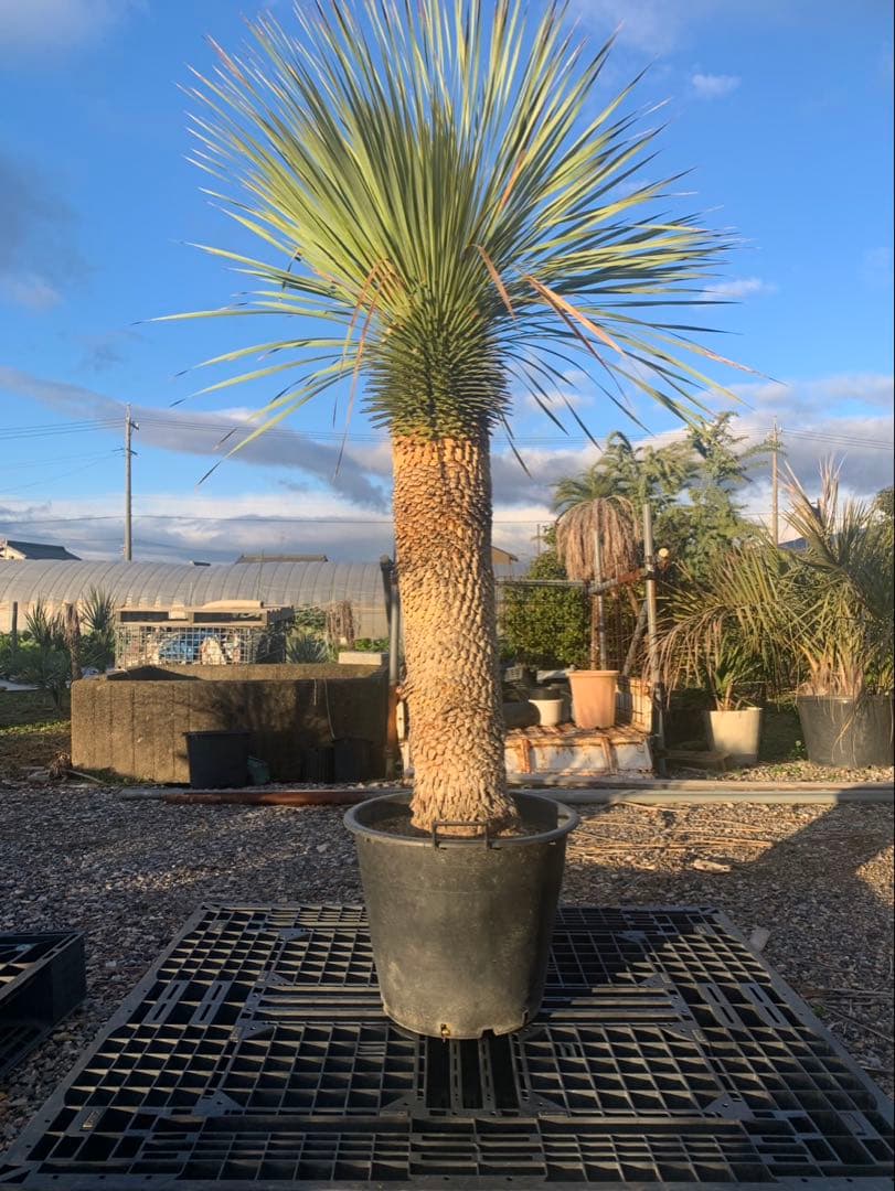 ユッカ　ロストラータ　引取限定