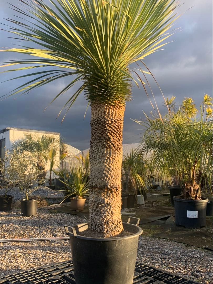 ユッカ　ロストラータ　引取限定