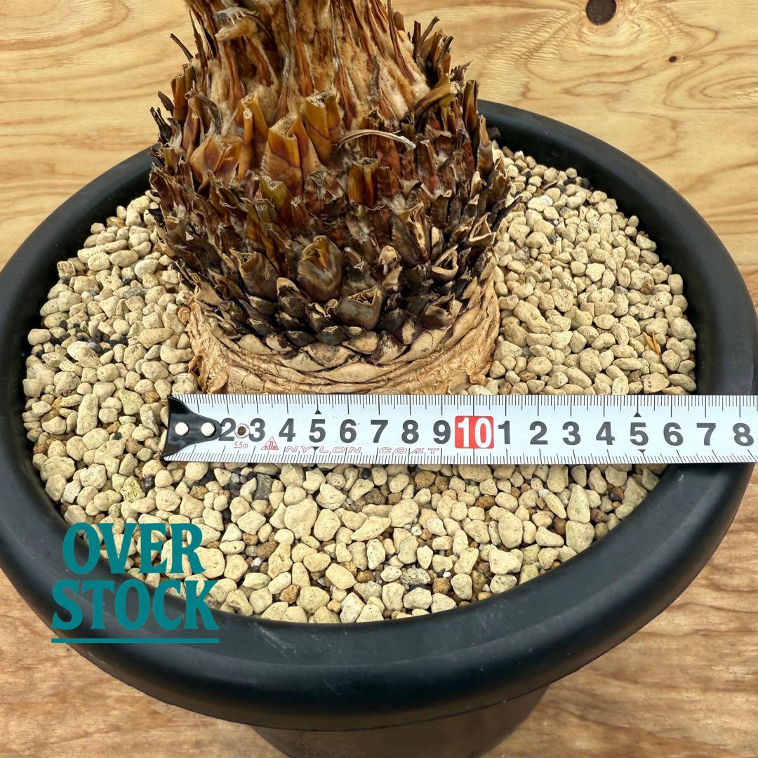 arichan50さん　専用